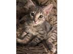 Adopt Coraline a Domestic Shorthair / Mixed (short coat) cat in Columbia