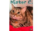Adopt Mister C. a All Black Domestic Shorthair / Domestic Shorthair / Mixed cat