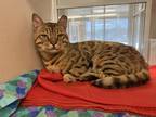 Adopt Burt a Bengal / Mixed cat in Lincoln, NE (35041047)