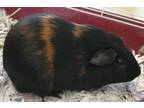 Adopt Moon Pie Jr a Guinea Pig small animal in Lincoln, NE (35041059)
