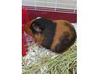Adopt Butterbeer a Guinea Pig small animal in Lincoln, NE (35041058)