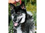 Adopt Blue a Black Husky / Mixed dog in Elkhorn, WI (35040483)