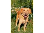 Adopt Maggie a Tan/Yellow/Fawn Labrador Retriever / Mixed dog in Elkhorn