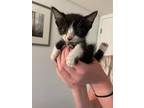 Adopt Beef Stroganoff a Black & White or Tuxedo Domestic Shorthair cat in
