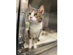Adopt Bruce a White Domestic Shorthair / Domestic Shorthair / Mixed cat in