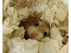 Adopt Squeeky a Brown or Chocolate Hamster / Hamster / Mixed small animal in