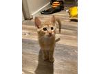 Adopt Mochi a Orange or Red Tabby Domestic Shorthair / Mixed cat in Candler