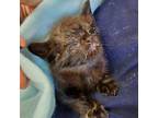 Adopt Chickarina / Nila a Domestic Shorthair / Mixed (short coat) cat in