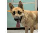 Adopt Elvis Pawsly a Tan/Yellow/Fawn Belgian Malinois / Mixed dog in Madera