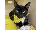 Adopt Cora a All Black Domestic Shorthair / Mixed cat in Shelbyville