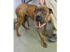 Adopt Mel a Boxer / Mixed dog in Denver, CO (35035697)