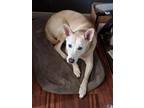 Adopt Sandy a Tan/Yellow/Fawn German Shepherd Dog / Mixed dog in Ocala