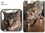 Adopt Baby (What a great kitty) a Brown Tabby Domestic Shorthair / Mixed (short