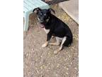 Adopt Maki a Black Rottweiler / Shepherd (Unknown Type) / Mixed dog in Nogales