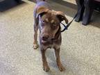 Adopt Red* a Doberman Pinscher / Mixed dog in Pomona, CA (35034324)