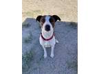 Adopt Addie A Brindle American Pit Bull Terrier / Mixed Dog In Buena Vista