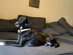 Adopt Daisy a Black - with White Labrador Retriever / Pointer / Mixed dog in