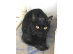 Adopt Ellie A All Black Domestic Shorthair / Domestic Shorthair / Mixed Cat In