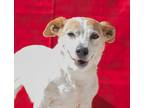 Adopt PRALINE a White - with Brown or Chocolate Jack Russell Terrier / Mixed dog
