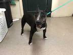 Adopt a Black Bull Terrier / Mixed dog in Pasadena, CA (35032858)