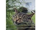 Adopt Eli a Brown Tabby American Shorthair / Mixed (short coat) cat in Goshen