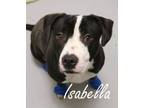 Adopt ISABELLA a Pit Bull Terrier, Mixed Breed