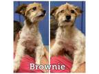 Adopt Brownie a Pomeranian, Poodle