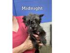 Adopt Midnight a Pomeranian, Poodle