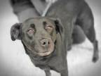 Adopt CHARLI a Labrador Retriever, Mixed Breed