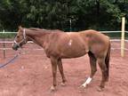 Multitalented 142 Quarter horse mare