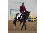 5 Year Old Sport Horse Dressage Morgan Mare