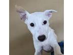 Adopt Paloma a Jack Russell Terrier