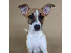 Adopt Martini a Jack Russell Terrier