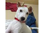 Adopt Mojito a Jack Russell Terrier