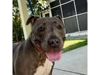 Adopt Myrtle a Pit Bull Terrier