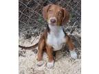 Adopt Jack a Australian Shepherd, Beagle