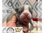 French Bulldog PUPPY FOR SALE ADN-412740 - Blue fawn or Lilac Pied TBD