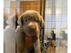 Labrador Retriever PUPPY FOR SALE ADN-412779 - Akc Labrador retrievers
