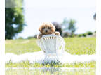 Cavapoo PUPPY FOR SALE ADN-412614 - Adorable Cavapoo Puppies Ready To Go