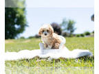 Cavapoo PUPPY FOR SALE ADN-412615 - Adorable Cavapoo Puppies Ready To Go