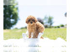 Cavapoo PUPPY FOR SALE ADN-412634 - Adorable Cavapoo Puppies Ready To Go