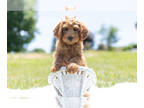 Cavapoo PUPPY FOR SALE ADN-412635 - Adorable Cavapoo Puppies Ready To Go
