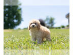 Cavapoo PUPPY FOR SALE ADN-412637 - Adorable Cavapoo Puppies Ready To Go