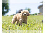 Cavapoo PUPPY FOR SALE ADN-412638 - Adorable Cavapoo Puppies Ready To Go