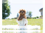 Cavapoo PUPPY FOR SALE ADN-412639 - Adorable Cavapoo Puppies Ready To Go