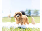 Cavapoo PUPPY FOR SALE ADN-412640 - Adorable Cavapoo Puppies Ready To Go