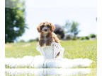 Cavapoo PUPPY FOR SALE ADN-412641 - Adorable Cavapoo Puppies Ready To Go