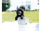 Cavapoo PUPPY FOR SALE ADN-412643 - Adorable Cavapoo Puppies Ready To Go
