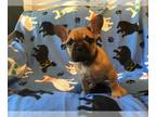 French Bulldog PUPPY FOR SALE ADN-412716 - Fawn French Bulldog Girl