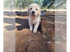 Great Pyrenees PUPPY FOR SALE ADN-412440 - Great Pyrenees puppies